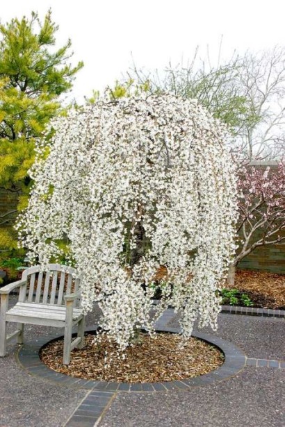 Сакура Frilly Frock -застосування в ландшафтному дизайні